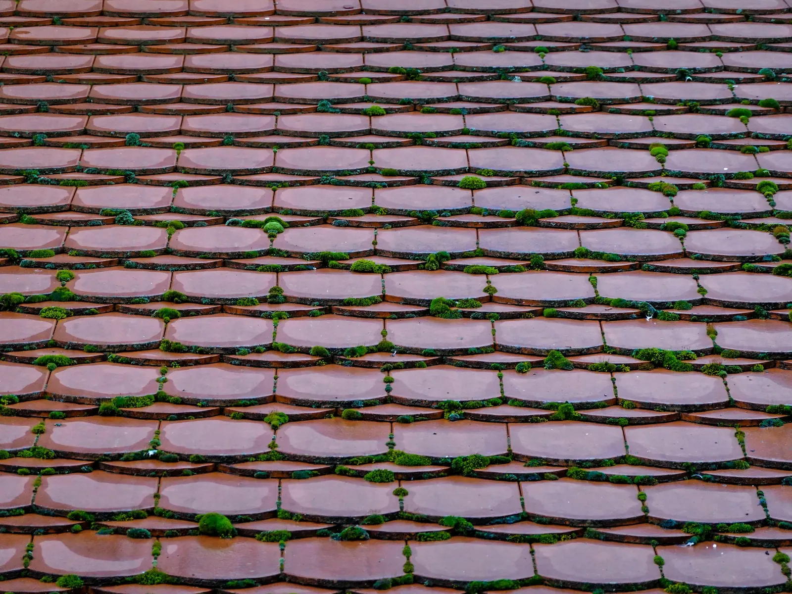 Toiture en tuiles plates rouges envahie par la mousse.